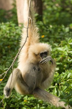 Beyaz gibbon verdi