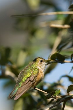 Streamertail hummingbird clipart