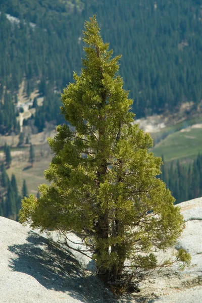 Yosemite δέντρο — Φωτογραφία Αρχείου