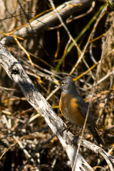 Orange chest bird — Stock Photo, Image