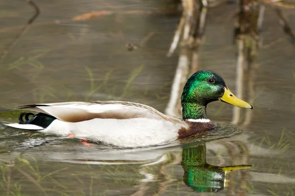 Sitting Duck — Stock Photo, Image