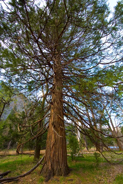 Йосеміті дерево — стокове фото
