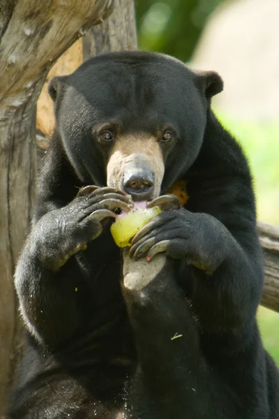 Malayan Sun Bear — Stock Photo, Image