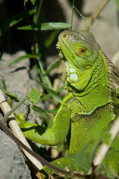 Green Iguana — Stock Photo, Image