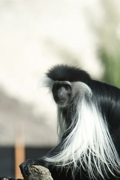 Macaco-do-colóbio — Fotografia de Stock