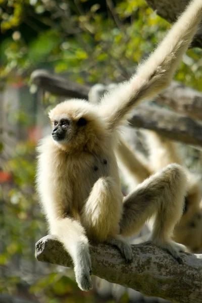 White Handed Gibbon — Stock Photo, Image