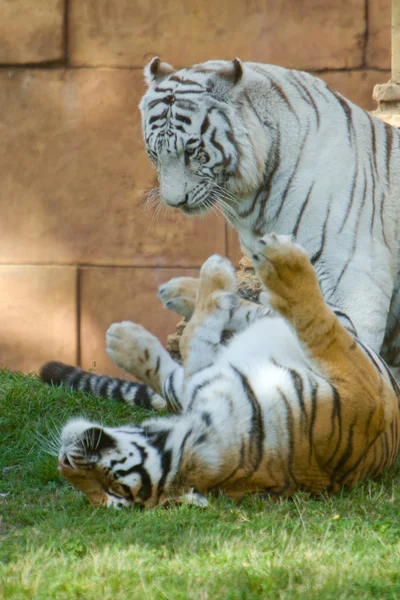 stock image White Tiger