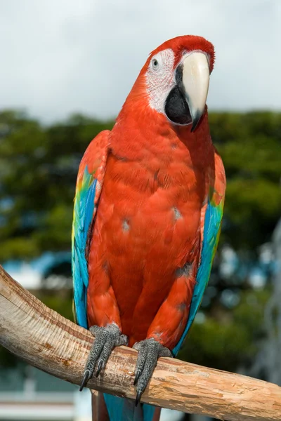 Красный ара — стоковое фото