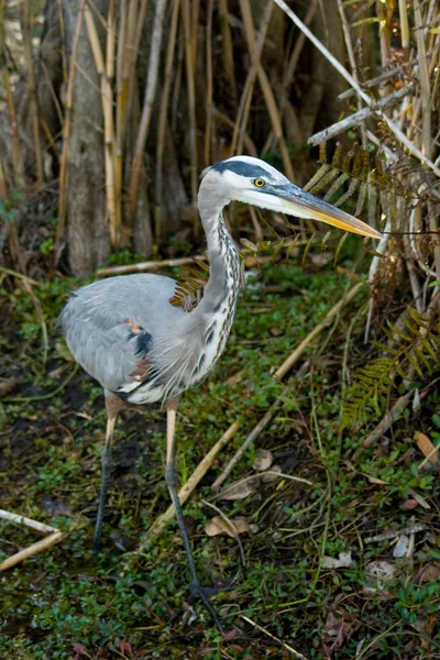 Everglades. — Foto de Stock