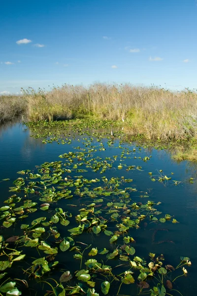 Everglades — Stockfoto