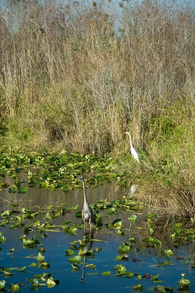 Everglades. — Foto de Stock