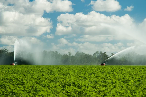 stock image Agriculture