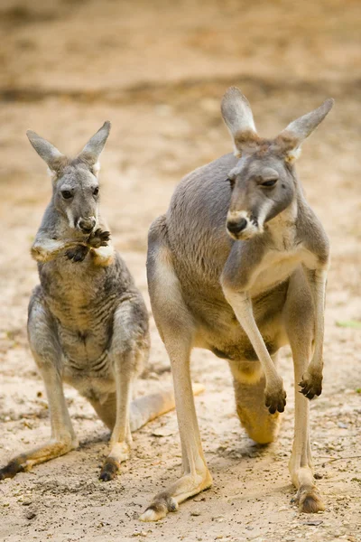 Czerwony kangur — Zdjęcie stockowe