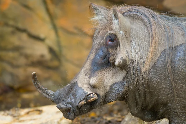Warthog. — Foto de Stock