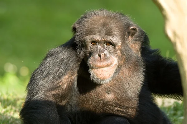 Simpanssi — kuvapankkivalokuva