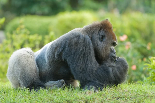 Gorilla — kuvapankkivalokuva