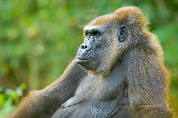Gorilla — kuvapankkivalokuva