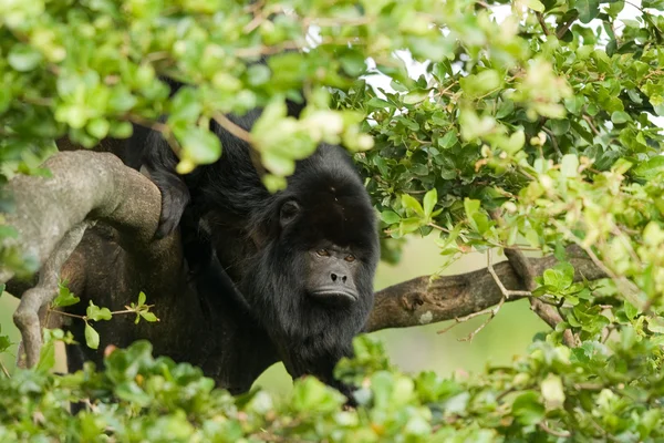 Scimmietta nera — Foto Stock