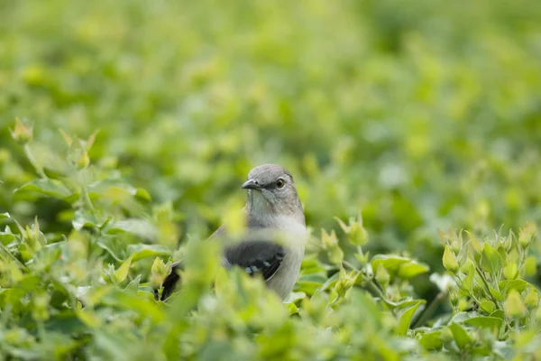 Little bird — Stock Photo, Image