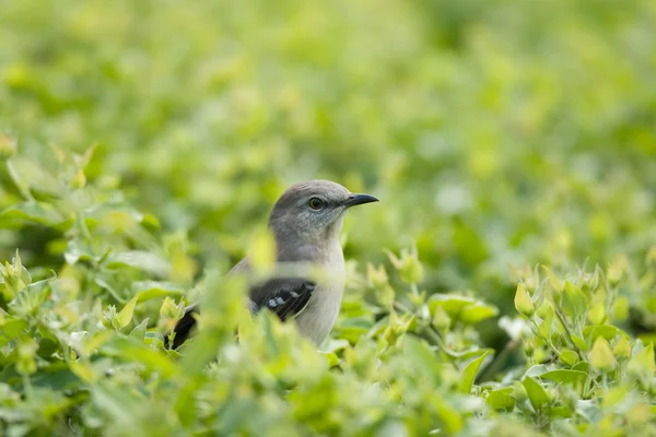 Küçük kuş — Stok fotoğraf
