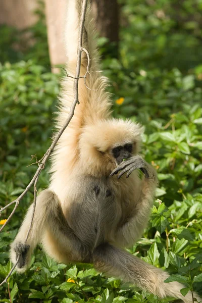 White Handed Gibbon — Stock Photo, Image
