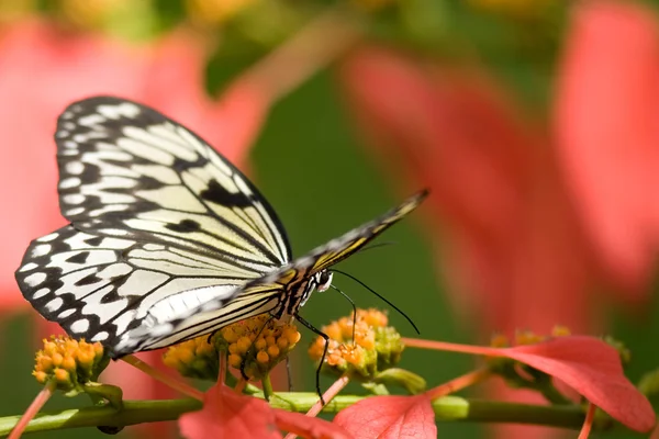 Бабочка-нимфа — стоковое фото