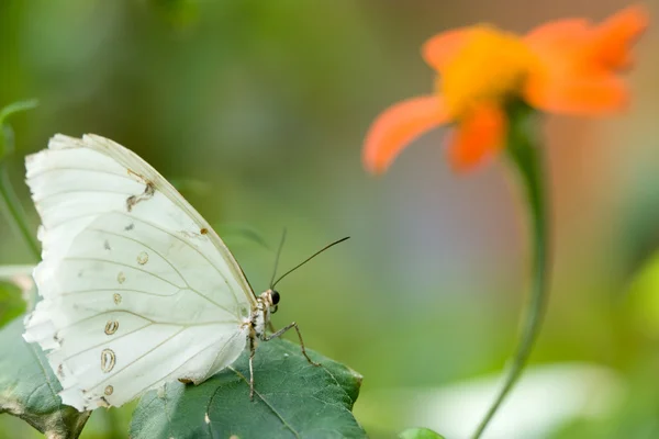 White Morpho Butterfly — Stock Photo, Image