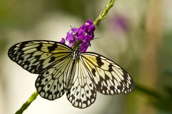 Albero Ninfa farfalla — Foto Stock