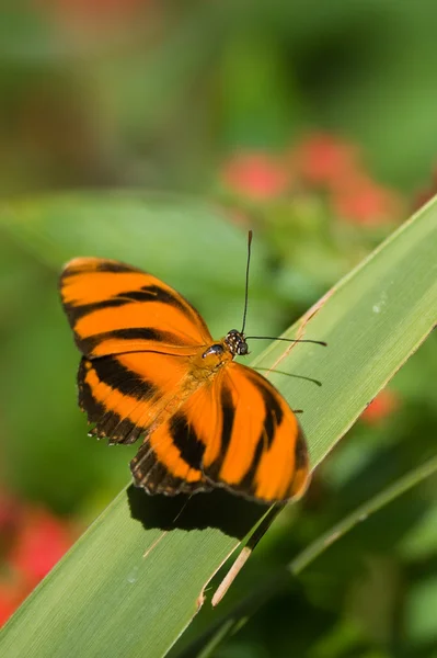 Метелик Dryadula — стокове фото