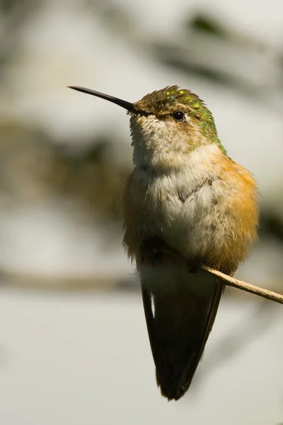 Kolibřík streamertail — Stock fotografie