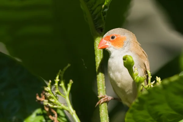 Beautiful Bird — Stock Photo, Image