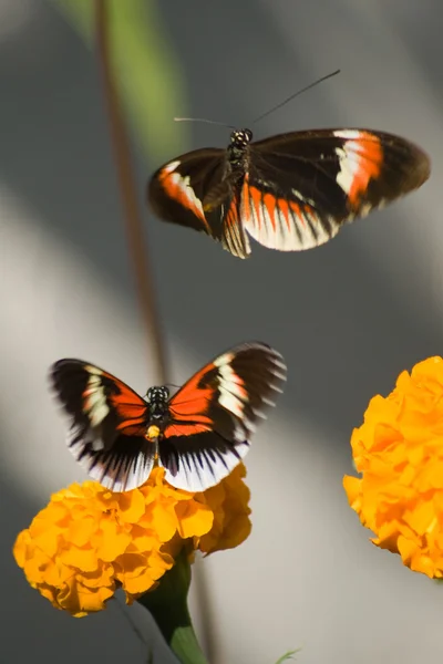 Paar van numata vlinders — Stockfoto