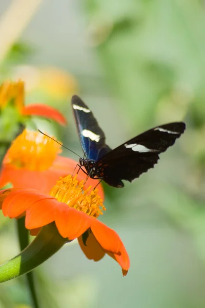 Farfalla sara — Foto Stock