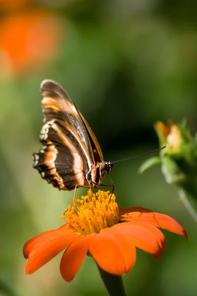 Farfalla di tigre — Foto Stock