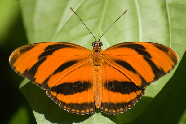 Farfalla di Dryadula — Foto Stock