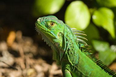 Yeşil iguana