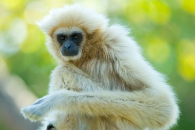 Gibbon