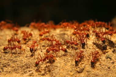 karıncalar
