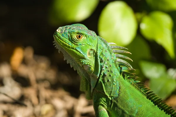 Green Iguana — Stock Photo, Image