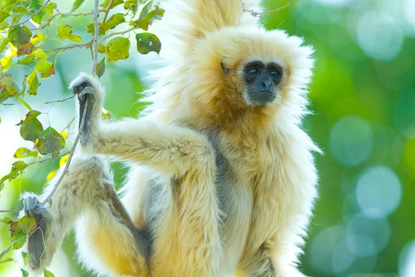 Gibbon — Stockfoto