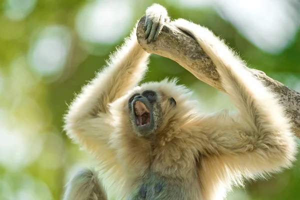 Gibbon – stockfoto