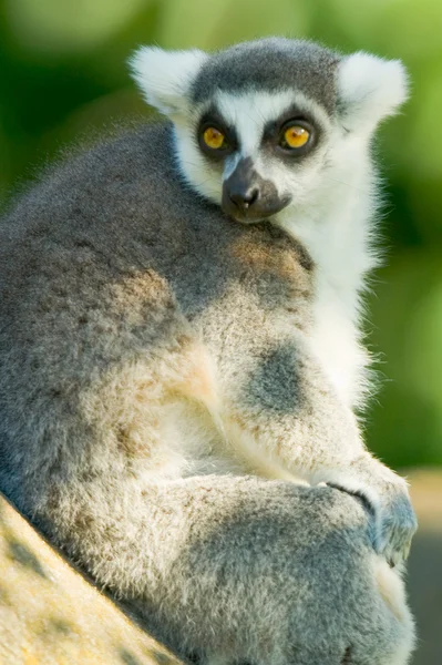 Pequeño Lemur — Foto de Stock