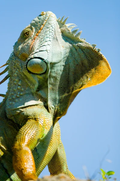 Iguana coloré — Photo