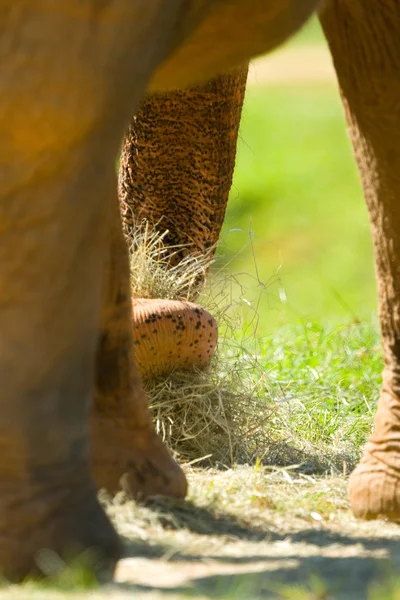 Elephant up and close — Stock Photo, Image