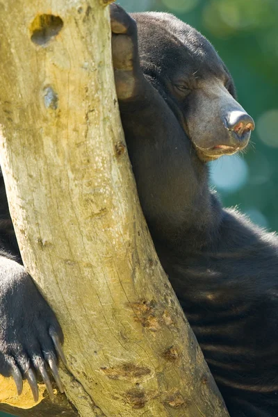 Малайський ведмідь — стокове фото