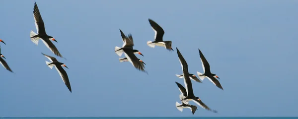 Flying away birds — Stock Photo, Image