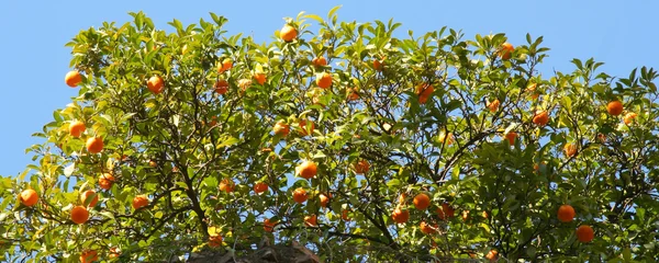 Orange träd — Stockfoto