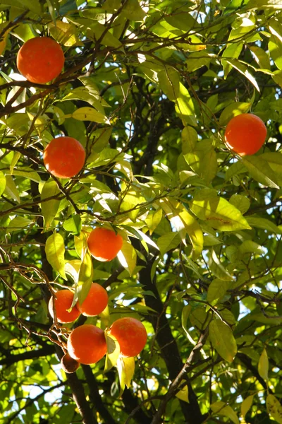 Orange Tree — Stock Photo, Image