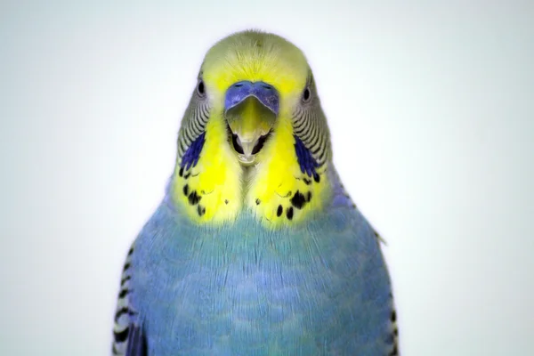 Είδος παπαγάλου closeup — Φωτογραφία Αρχείου