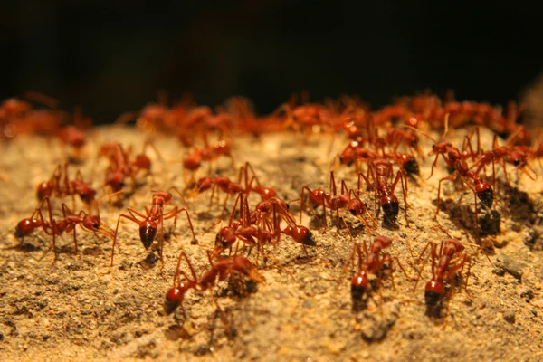 stock image Ants